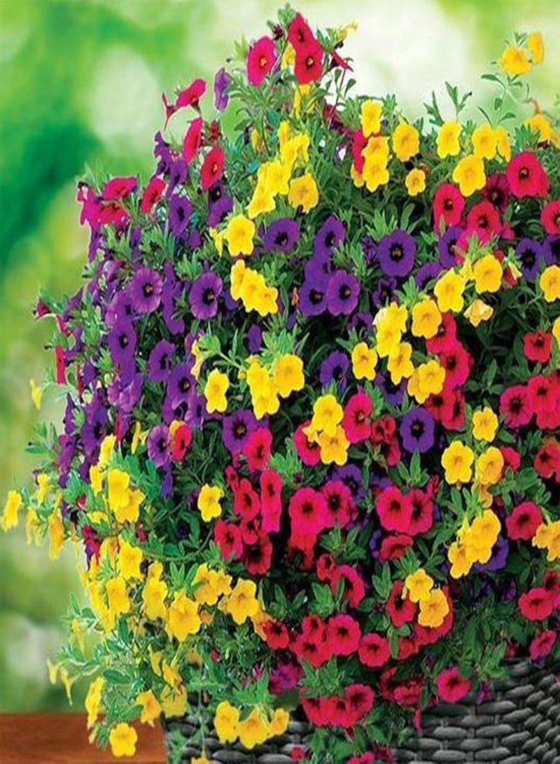 جي جوت نباتات زهور الحديقة الخضراء - 100 قطعة من بذور البتونيا القزمة، نباتات الزهور، ديكورات الشرفات والحدائق المنزلية - بذور البتونيا الهجينة - Image 5