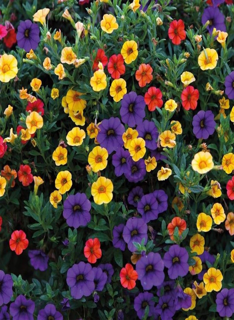 جي جوت نباتات زهور الحديقة الخضراء - 100 قطعة من بذور البتونيا القزمة، نباتات الزهور، ديكورات الشرفات والحدائق المنزلية - بذور البتونيا الهجينة - Image 4