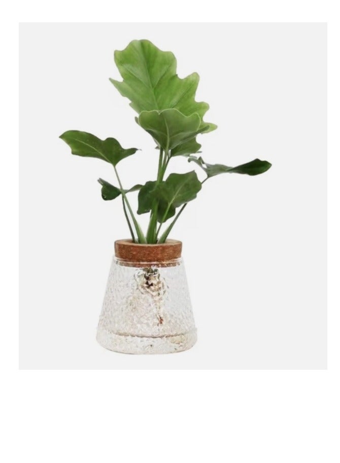 الواحة-TH مجموعة من 3 قطع من محطة إكثار النباتات المائية، حاويات زجاجية، مزهريات، أوعية ديكورية - Image 3