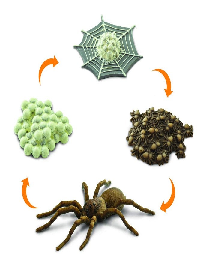 Safari Ltd. Safariology Life Cycle Series Life Cycle of a Spider Toy Figure for Boys and Girls - Ages 3+