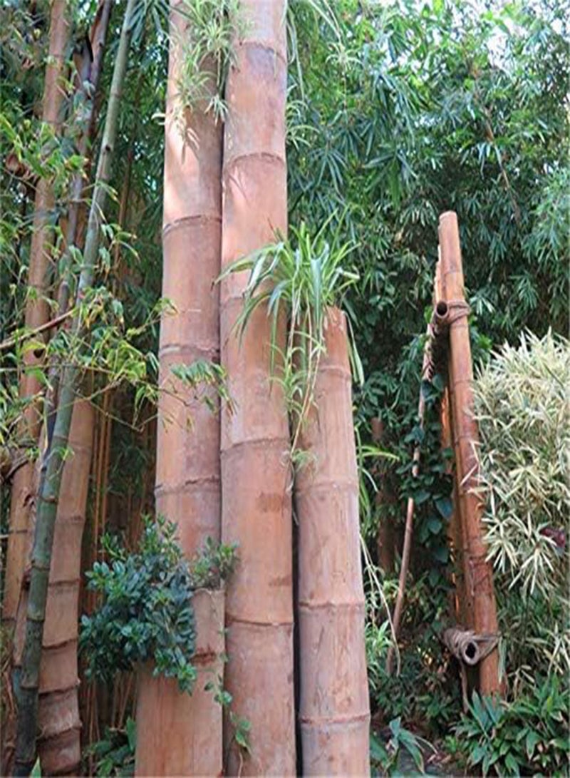 GGOOT Egrow 100 Pcs/Pack Bamboo Seeds Huge Dragon Bamboo Tree Plant Bamboo Tree For Home Garden - Image 1