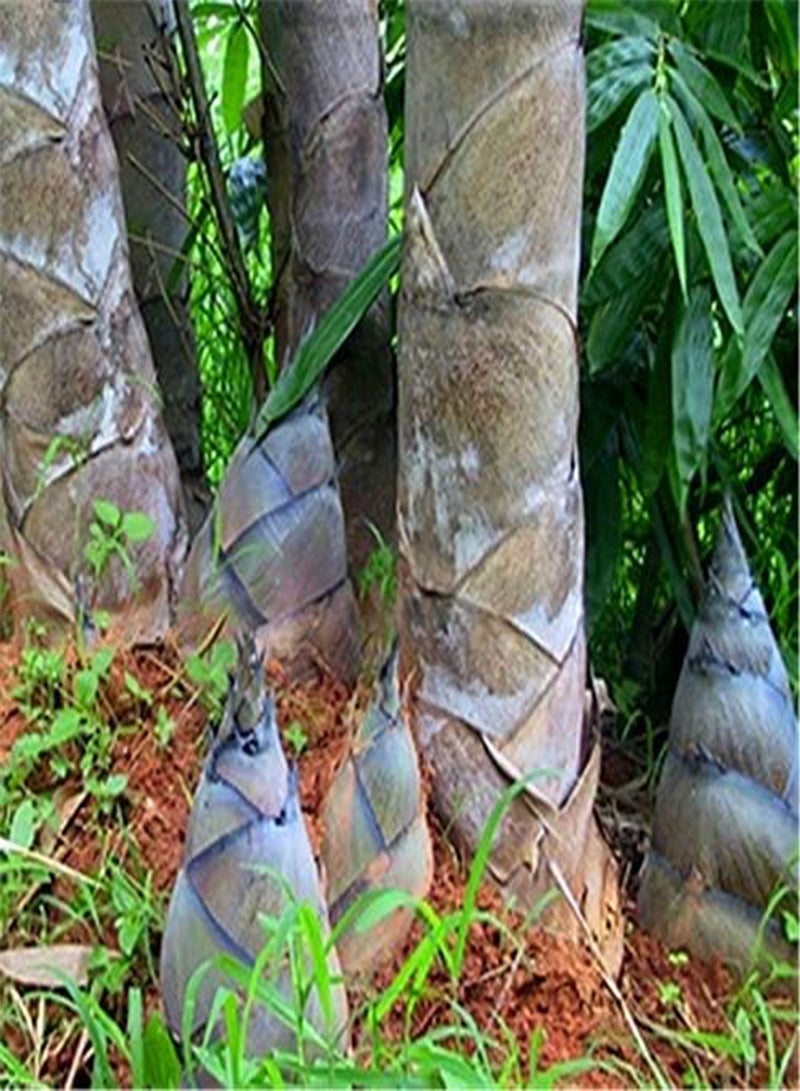 GGOOT Egrow 100 Pcs/Pack Bamboo Seeds Huge Dragon Bamboo Tree Plant Bamboo Tree For Home Garden - Image 2
