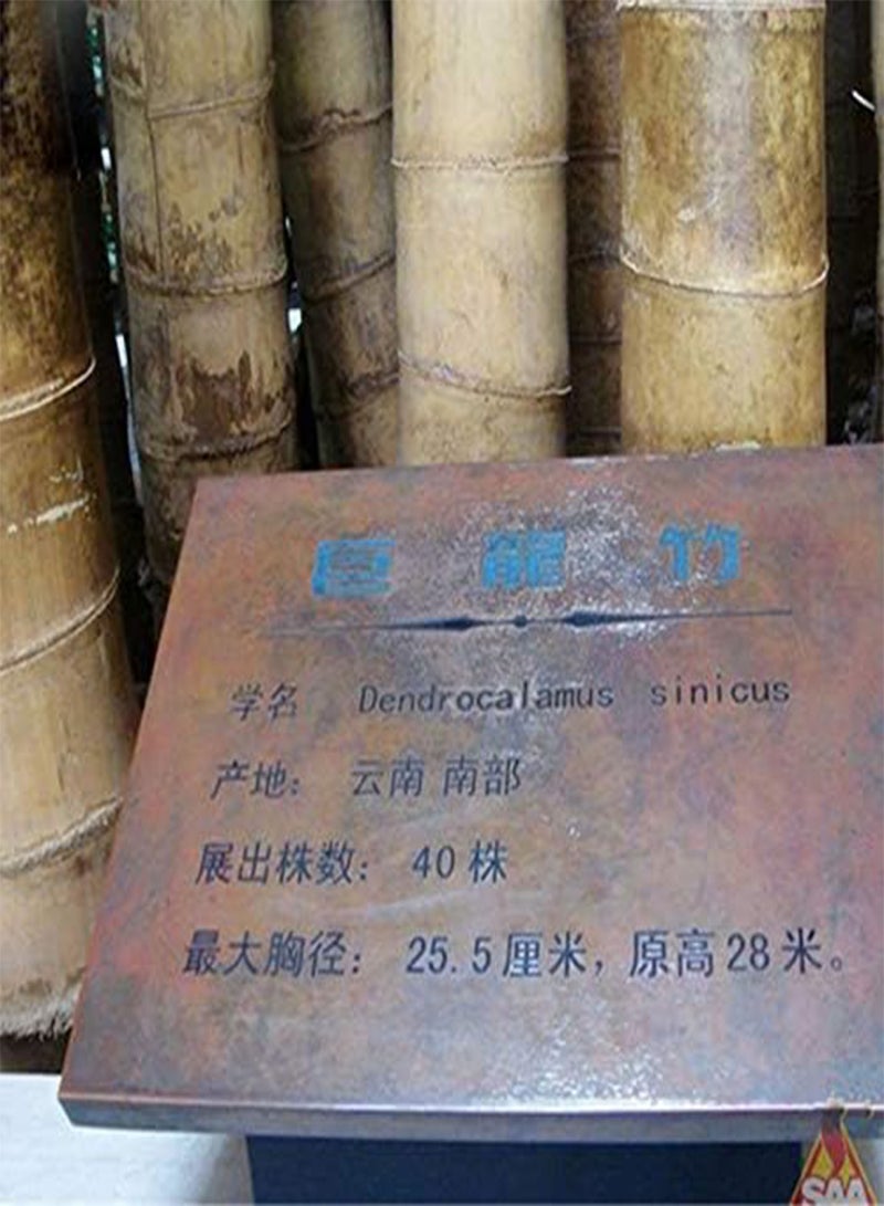 GGOOT Egrow 100 Pcs/Pack Bamboo Seeds Huge Dragon Bamboo Tree Plant Bamboo Tree For Home Garden - Image 5