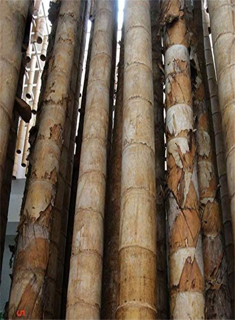 GGOOT Egrow 100 Pcs/Pack Bamboo Seeds Huge Dragon Bamboo Tree Plant Bamboo Tree For Home Garden - Image 4