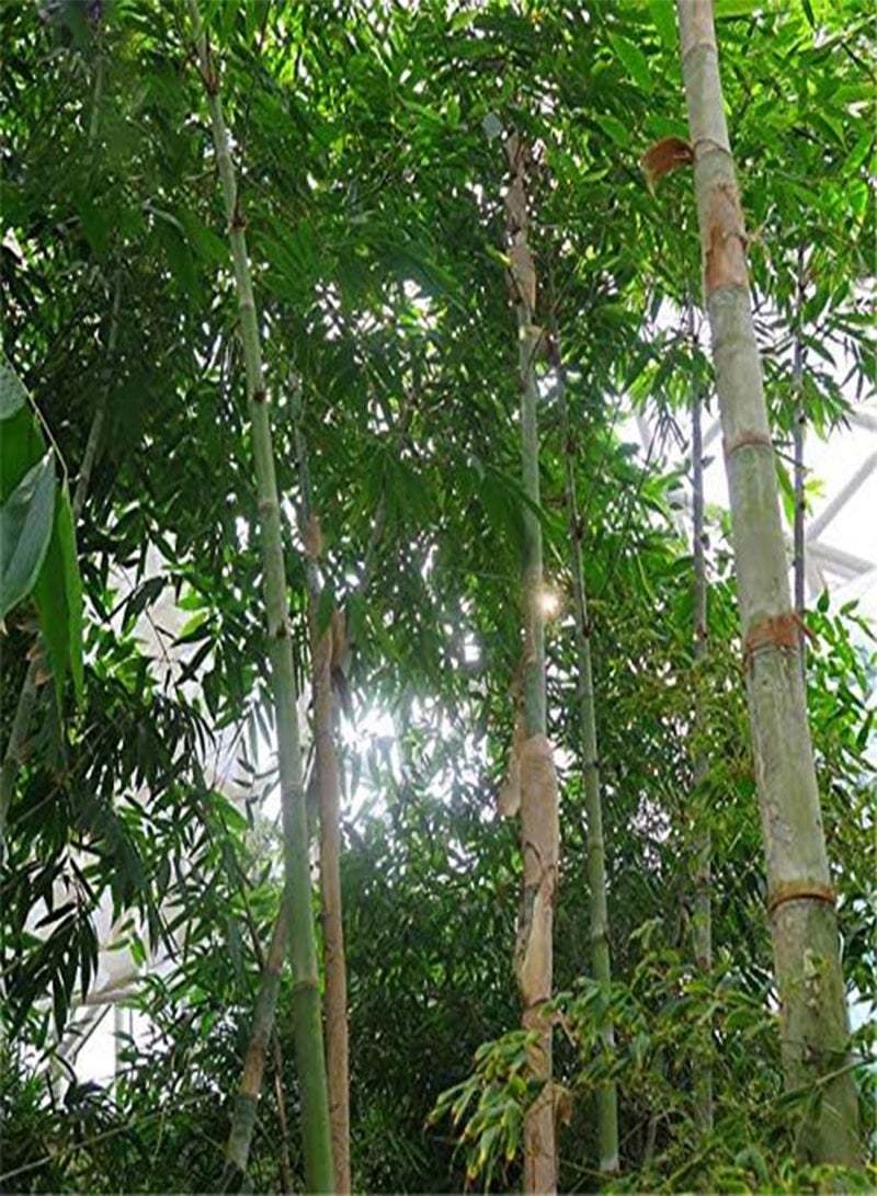 GGOOT Egrow 100 Pcs/Pack Bamboo Seeds Huge Dragon Bamboo Tree Plant Bamboo Tree For Home Garden - Image 3