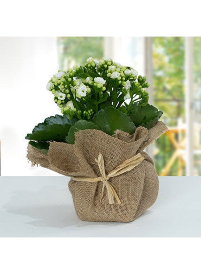 Ferns N Petals Jute Wrapped White Kalanchoe Plant