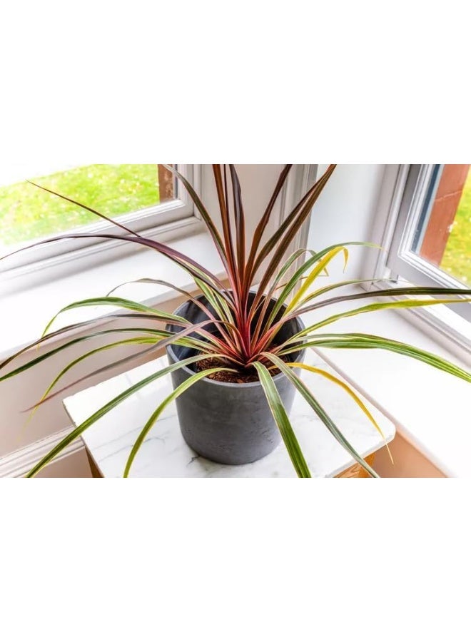 Biella 1 كجم رمل طبيعي متعدد الاستخدامات مثالي للبناء والأرضيات والأحواض والنباتات ومشاريع الأعمال اليدوية - Image 3