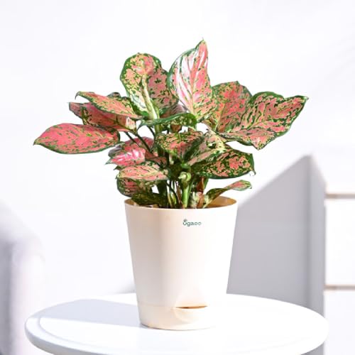 UGAOO Aglaonema Pink Beauty Plant with Self Watering Pot - Image 1