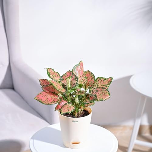 UGAOO Aglaonema Pink Beauty Plant with Self Watering Pot - Image 3