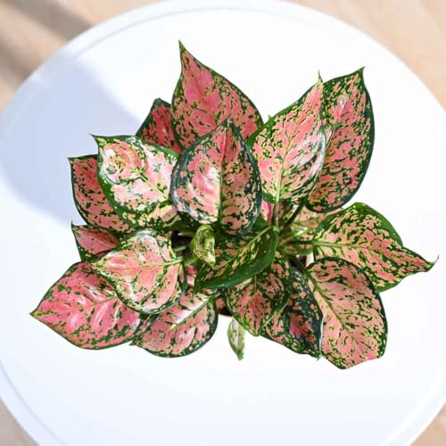 UGAOO Aglaonema Pink Beauty Plant with Self Watering Pot - Image 4