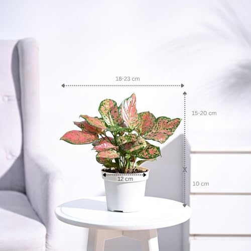 UGAOO Aglaonema Pink Beauty Plant with Self Watering Pot - Image 5
