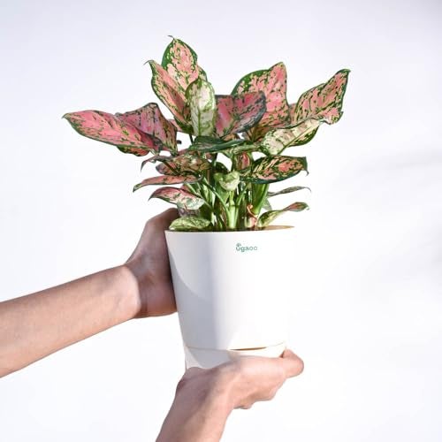 UGAOO Aglaonema Pink Beauty Plant with Self Watering Pot - Image 2
