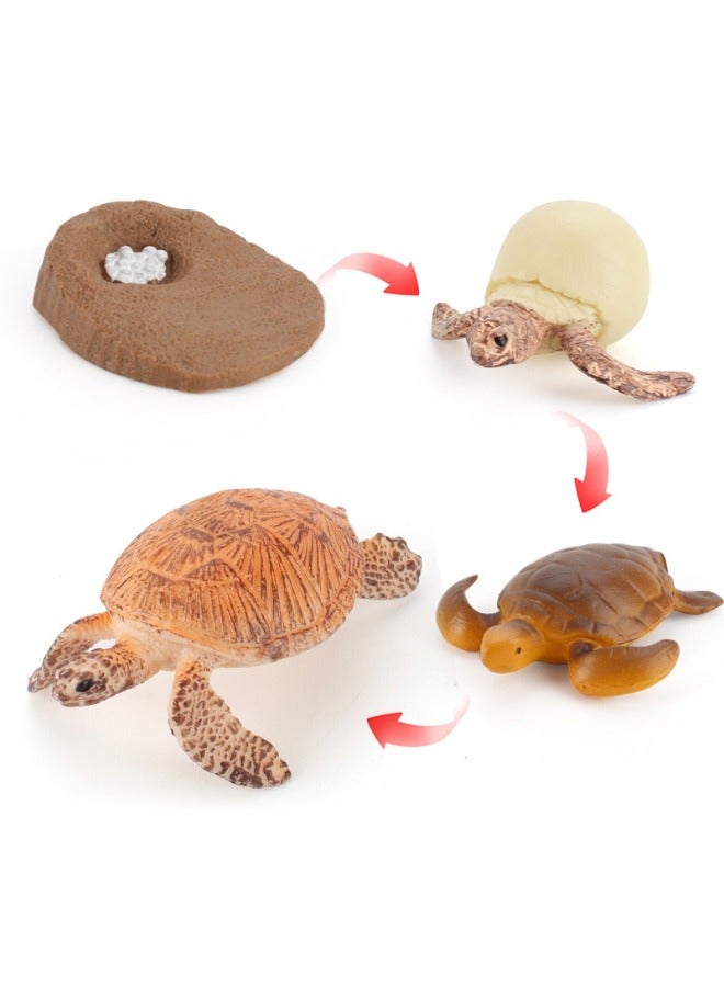 4-Piece Sea Turtles Growth Cycle Model Figure, Realistic Animal Figurines, Animal Growth Cycle Biological Model, Sea Turtle Life Cycle Model Set for Kids Education, Learning Gifts, Party Favors  - Image 1