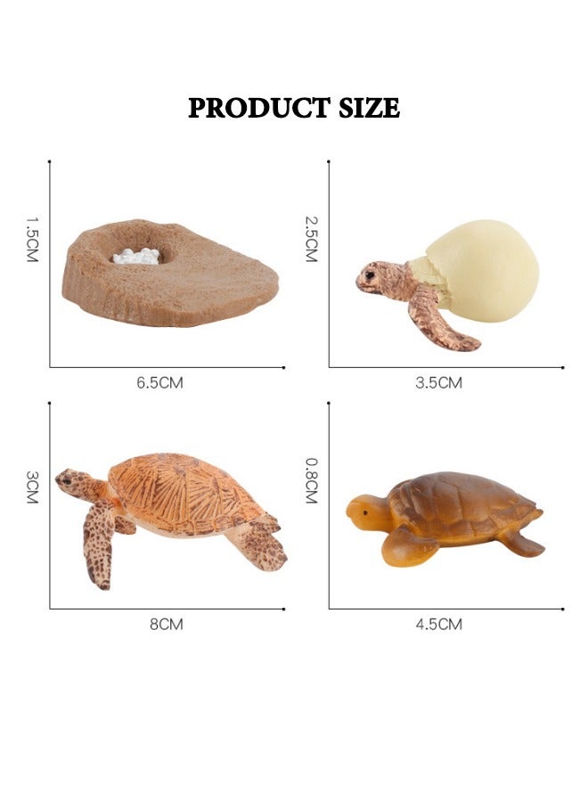 4-Piece Sea Turtles Growth Cycle Model Figure, Realistic Animal Figurines, Animal Growth Cycle Biological Model, Sea Turtle Life Cycle Model Set for Kids Education, Learning Gifts, Party Favors  - Image 3