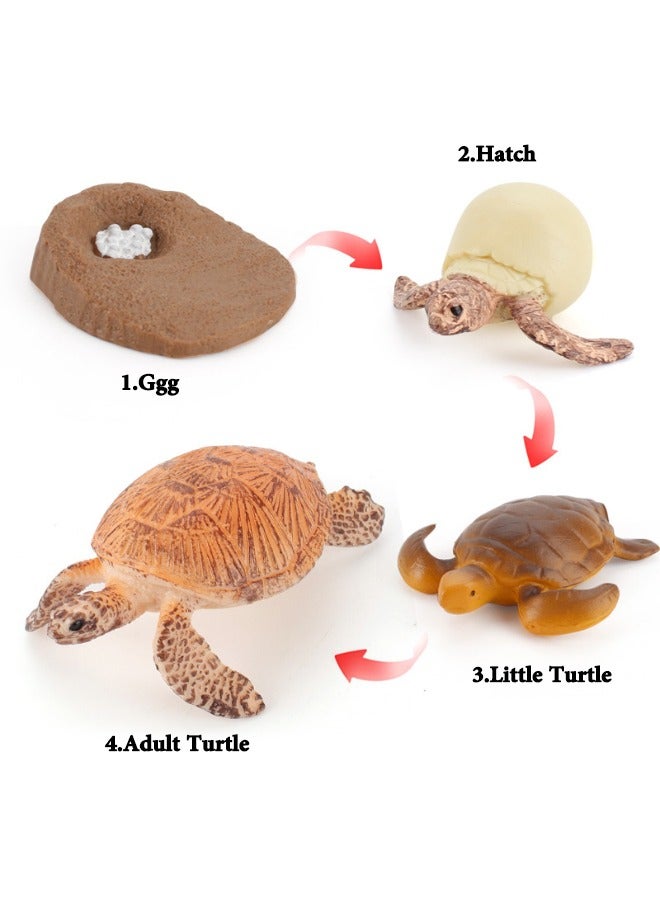 4-Piece Sea Turtles Growth Cycle Model Figure, Realistic Animal Figurines, Animal Growth Cycle Biological Model, Sea Turtle Life Cycle Model Set for Kids Education, Learning Gifts, Party Favors  - Image 2