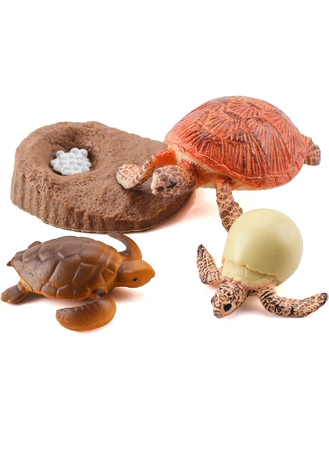 4-Piece Sea Turtles Growth Cycle Model Figure, Realistic Animal Figurines, Animal Growth Cycle Biological Model, Sea Turtle Life Cycle Model Set for Kids Education, Learning Gifts, Party Favors  - Image 5