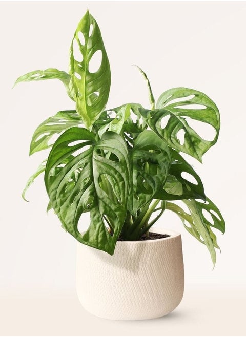 Monstera Adansonii