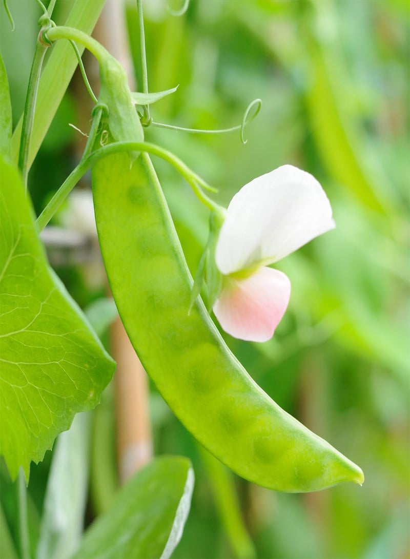 GGOOT Pea Oregon Sugar Pod II Snow Pea 50 Seeds (Pisum sativum) Heirloom - Open Pollinated  - Image 2
