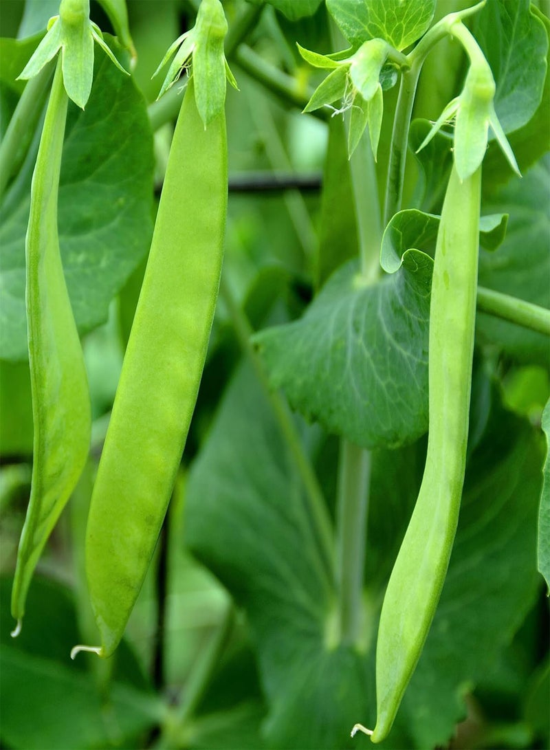 GGOOT Pea Oregon Sugar Pod II Snow Pea 50 Seeds (Pisum sativum) Heirloom - Open Pollinated  - Image 1