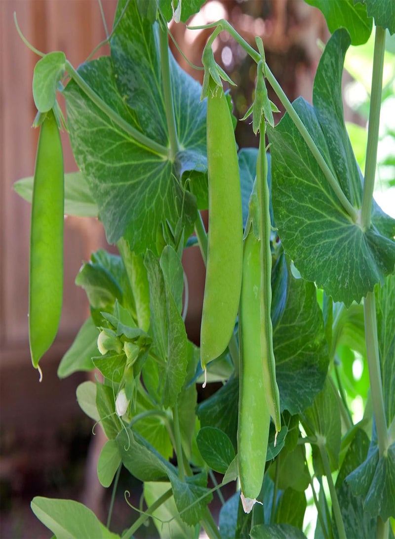 GGOOT Pea Oregon Sugar Pod II Snow Pea 50 Seeds (Pisum sativum) Heirloom - Open Pollinated  - Image 4