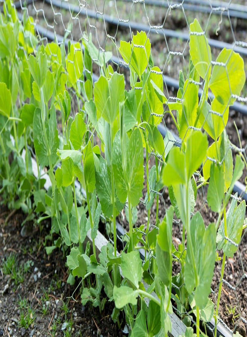 GGOOT Pea Oregon Sugar Pod II Snow Pea 50 Seeds (Pisum sativum) Heirloom - Open Pollinated  - Image 3