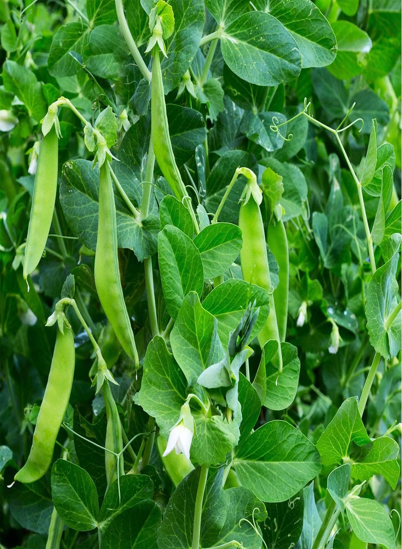 GGOOT Pea Oregon Sugar Pod II Snow Pea 50 Seeds (Pisum sativum) Heirloom - Open Pollinated  - Image 5