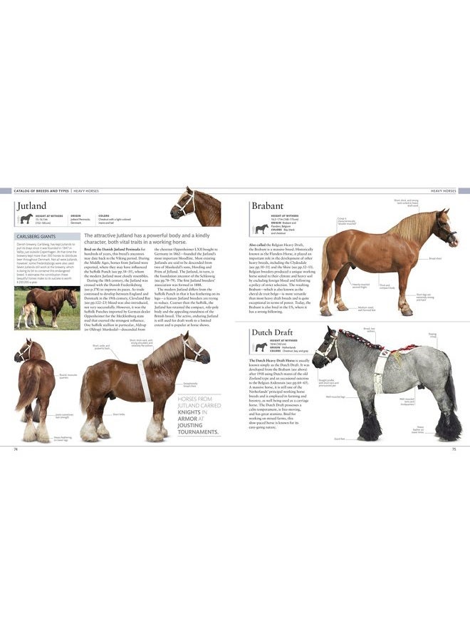 DK Publishing (Dorling Kindersley) The Horse Encyclopedia - Image 2