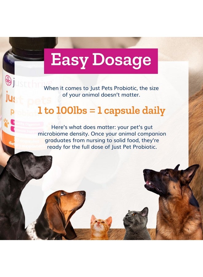 جاست ثرايف، بروبيوتيك للحيوانات الأليفة - بروبيوتيك هضمي يومي للكلاب والقطط - 4 مليارات وحدة تشكيل مستعمرة، بروبيوتيك للحيوانات الأليفة، 30 كبسولة - Image 5
