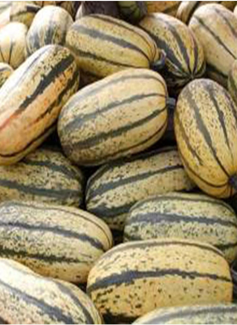 GGOOT - 100Pcs/Bag Delicata Squash Seeds Healthy Nutritious Special Sweet Dumpling Squash Delicata Seeds for Yards - Flower Seeds Vegetable Seeds Fruit Seeds Garden Plant Seeds for Planting - Image 1