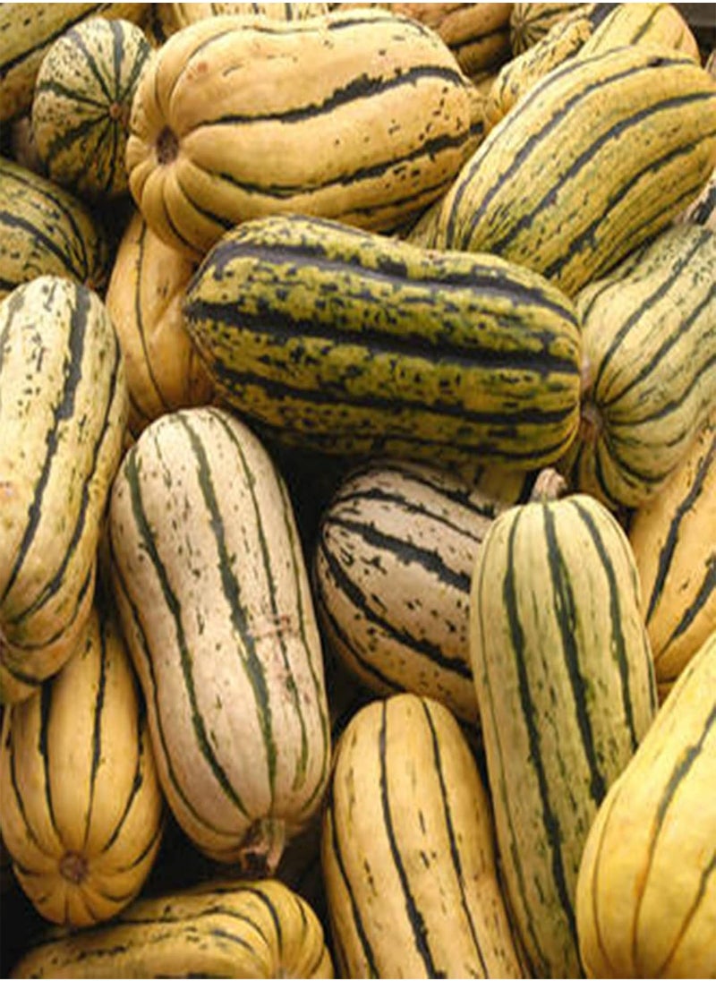 GGOOT - 100Pcs/Bag Delicata Squash Seeds Healthy Nutritious Special Sweet Dumpling Squash Delicata Seeds for Yards - Flower Seeds Vegetable Seeds Fruit Seeds Garden Plant Seeds for Planting - Image 1