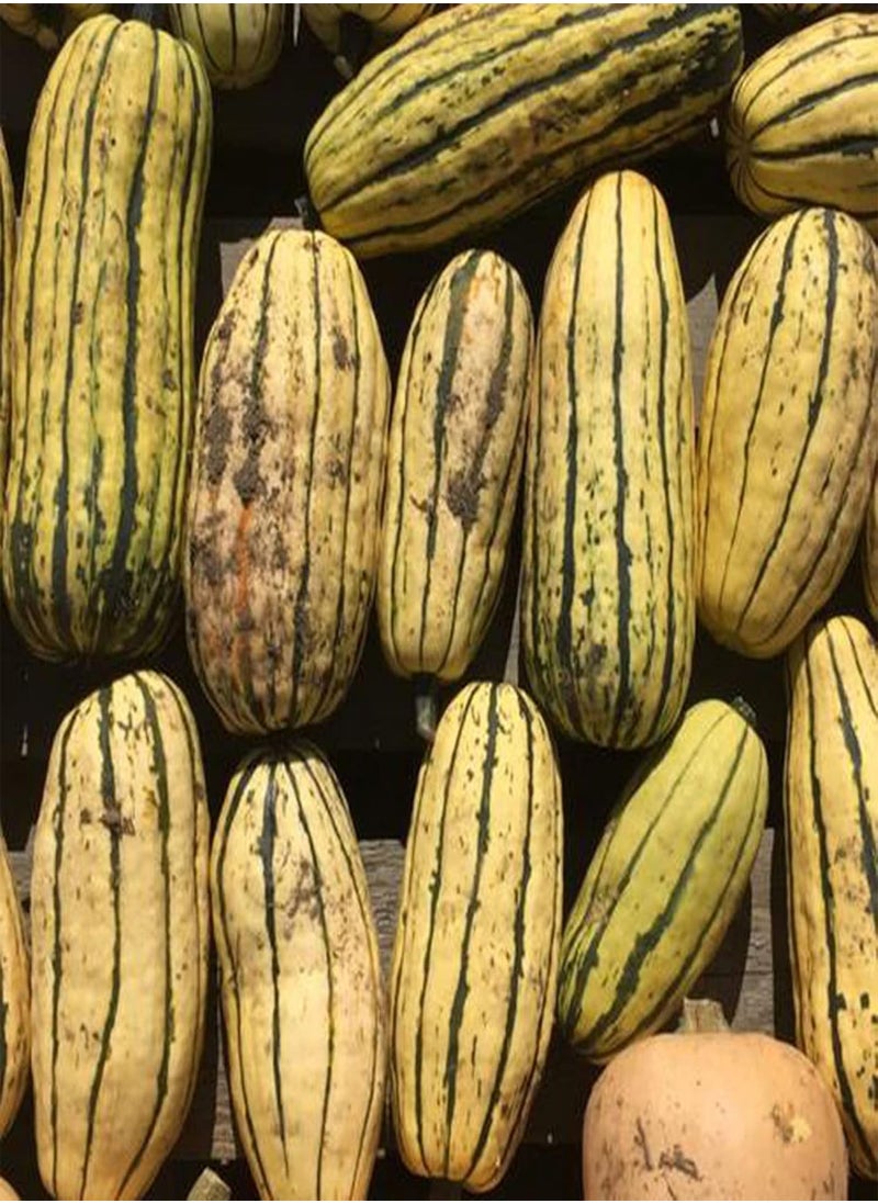 GGOOT - 100Pcs/Bag Delicata Squash Seeds Healthy Nutritious Special Sweet Dumpling Squash Delicata Seeds for Yards - Flower Seeds Vegetable Seeds Fruit Seeds Garden Plant Seeds for Planting - Image 1