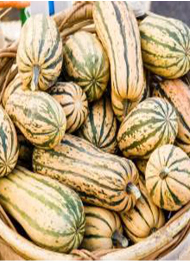 GGOOT - 100Pcs/Bag Delicata Squash Seeds Healthy Nutritious Special Sweet Dumpling Squash Delicata Seeds for Yards - Flower Seeds Vegetable Seeds Fruit Seeds Garden Plant Seeds for Planting - Image 1