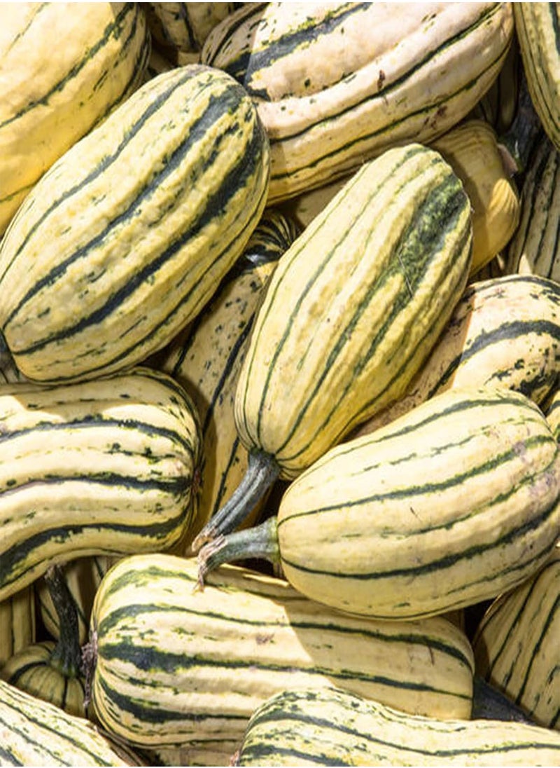 GGOOT - 100Pcs/Bag Delicata Squash Seeds Healthy Nutritious Special Sweet Dumpling Squash Delicata Seeds for Yards - Flower Seeds Vegetable Seeds Fruit Seeds Garden Plant Seeds for Planting - Image 1