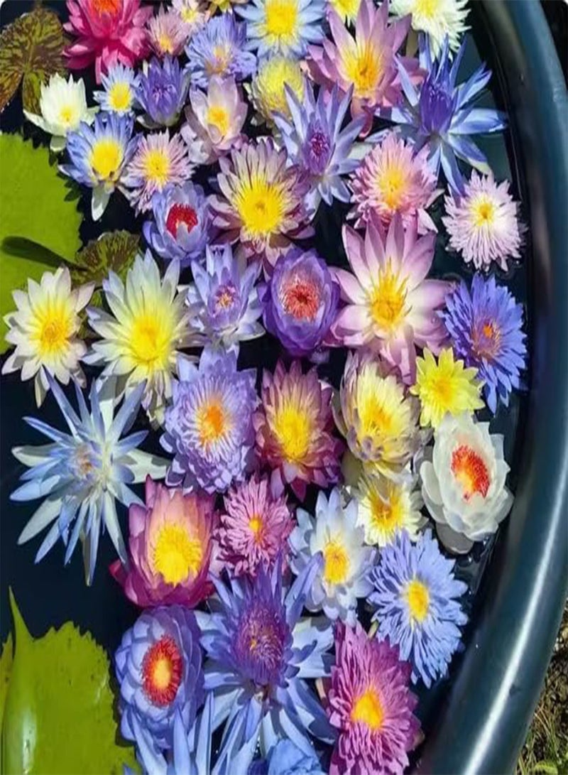 GGOOT Bowl Lotus Seeds, Water Lily Seeds, Aquatic Flower Seeds, Lotus Seeds, Water Bowl Lotus Flower Seeds Indoor, Soilless Hydroponic, Easy to Cultivate,100 PCS  - Image 2
