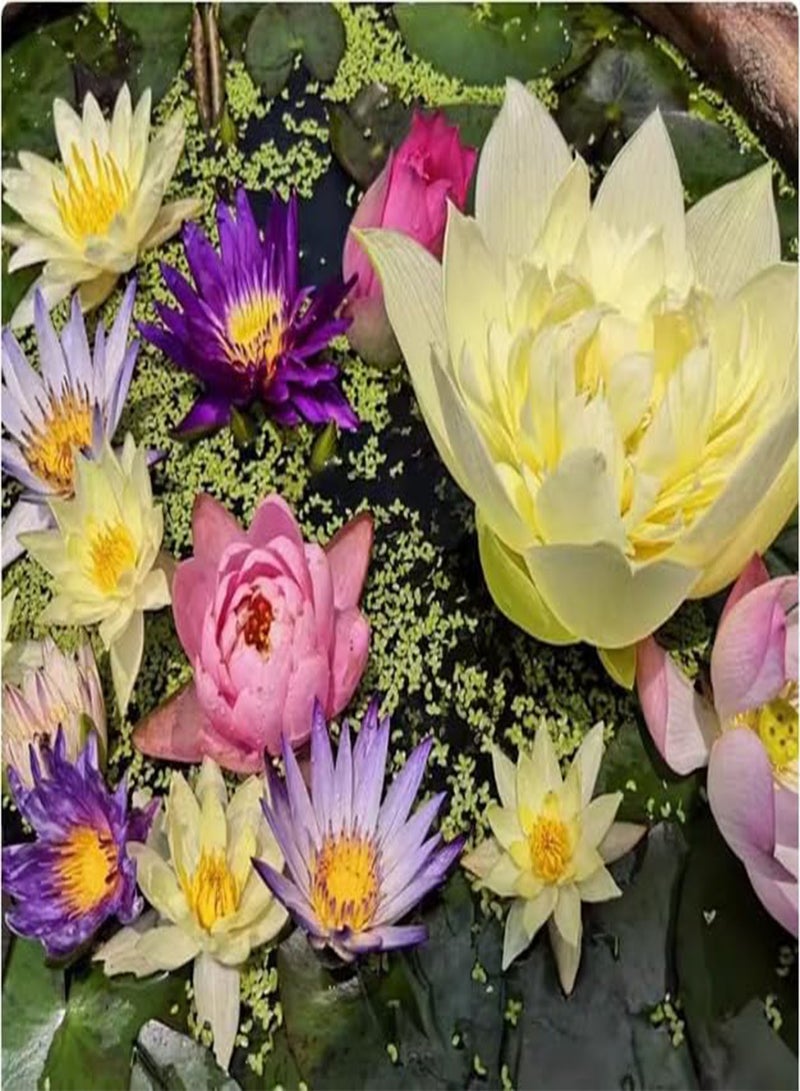 GGOOT Bowl Lotus Seeds, Water Lily Seeds, Aquatic Flower Seeds, Lotus Seeds, Water Bowl Lotus Flower Seeds Indoor, Soilless Hydroponic, Easy to Cultivate,100 PCS  - Image 3