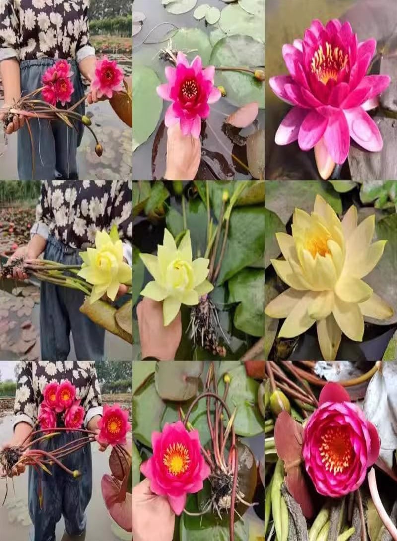 GGOOT Bowl Lotus Seeds, Water Lily Seeds, Aquatic Flower Seeds, Lotus Seeds, Water Bowl Lotus Flower Seeds Indoor, Soilless Hydroponic, Easy to Cultivate,100 PCS  - Image 4