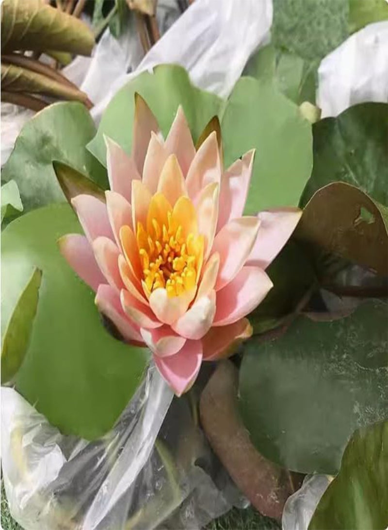 GGOOT Bowl Lotus Seeds, Water Lily Seeds, Aquatic Flower Seeds, Lotus Seeds, Water Bowl Lotus Flower Seeds Indoor, Soilless Hydroponic, Easy to Cultivate,100 PCS  - Image 5