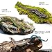 THINKBAY 10PCS 6 Realistic Lizard Figurine Plastic Fake Reptile Lizard Toys for Kids in Party Favors Idea Colorful Gift with Reptile Animal Figures Toys for Kids Ages 35 57 48 Boys Girls - Image 4