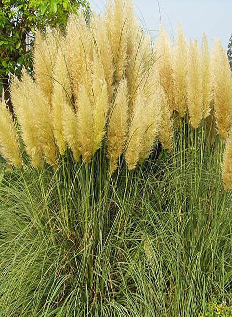 GGOOT 50Pcs/Bag Pampas Seeds, Natural High Germination Easy Planting Pampas Grass Seeds for Courtyard Balcony Yard Garden Gardening Seeds - Image 3