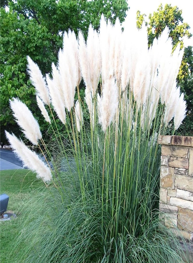 GGOOT 50Pcs/Bag Pampas Seeds, Natural High Germination Easy Planting Pampas Grass Seeds for Courtyard Balcony Yard Garden Gardening Seeds - Image 4
