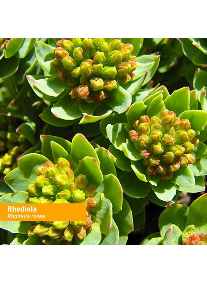 HERB PHARM Certified Organic Rhodiola Root Extract for Energy, Endurance and Stamina, Organic Cane Alcohol, 1 Ounce (090700003555)  - Image 2