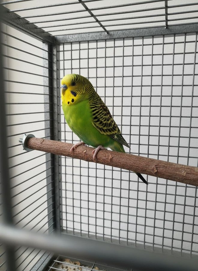 RUKDA® Neem Wood Bird Perch with Natural Bark for Parrots & Pet Birds | Natural Neem Branch Chew Toy for Cage | Supports Beak, Foot Health & Hygiene | Safe Wooden Perch Stand (6-7 Inch, Pack of 4) - Image 3