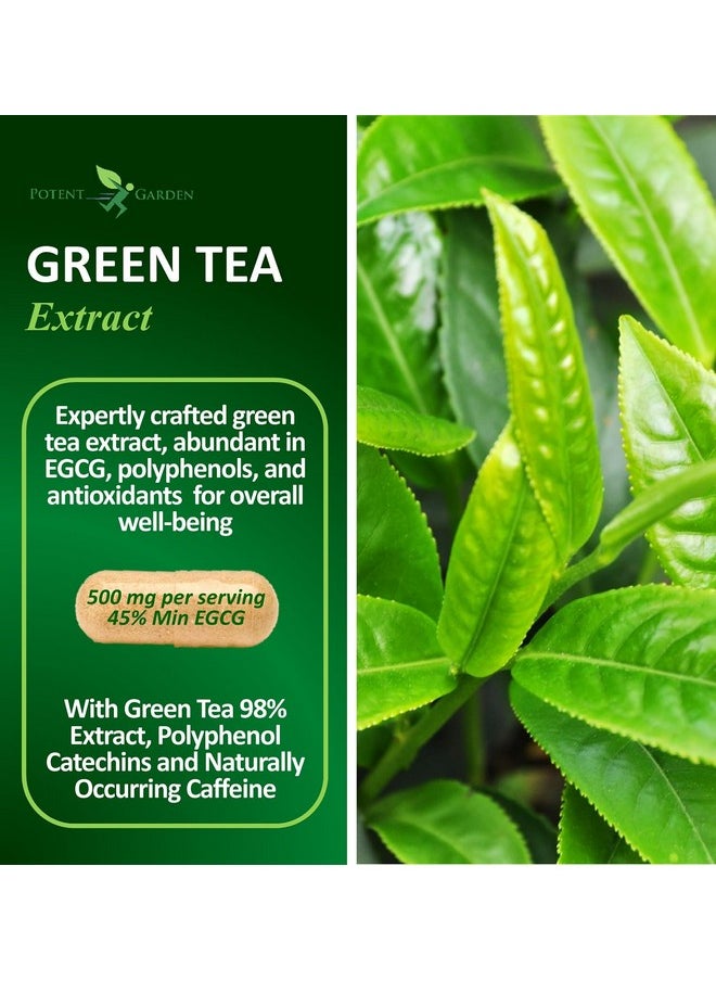 Potent Garden Potent Garden Green Tea Extract with EGCG Natural Energy, Mental Focus, Immune Support, Antioxidant and Healthy Heart Formula, Non-GMO 120 Green Tea Extract Capsules  - Image 2