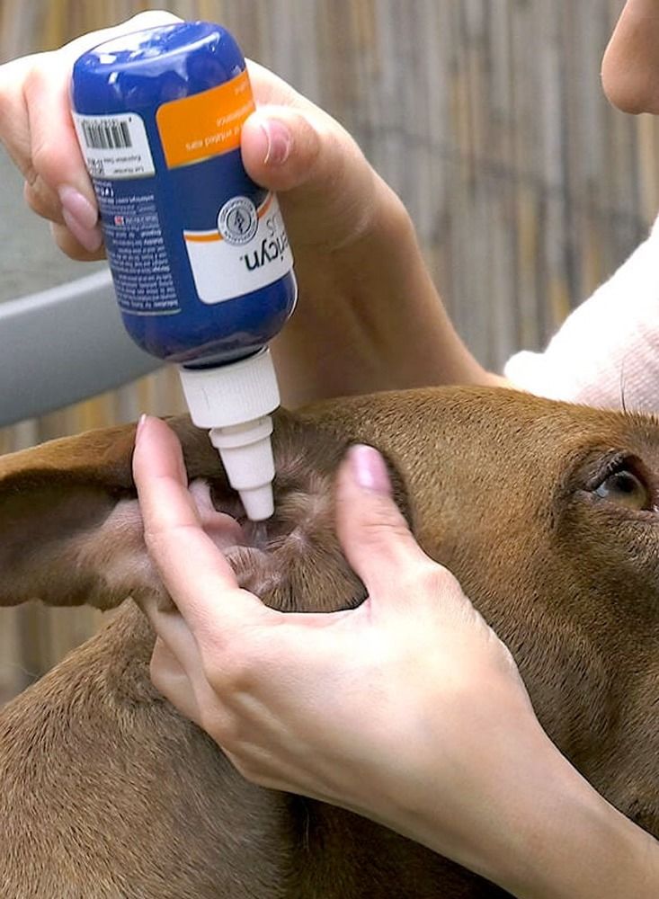 Vetericyn Plus Antimicrobial Ear Rinse For Cats Dogs Rabbits And Horses 89ml - Image 4