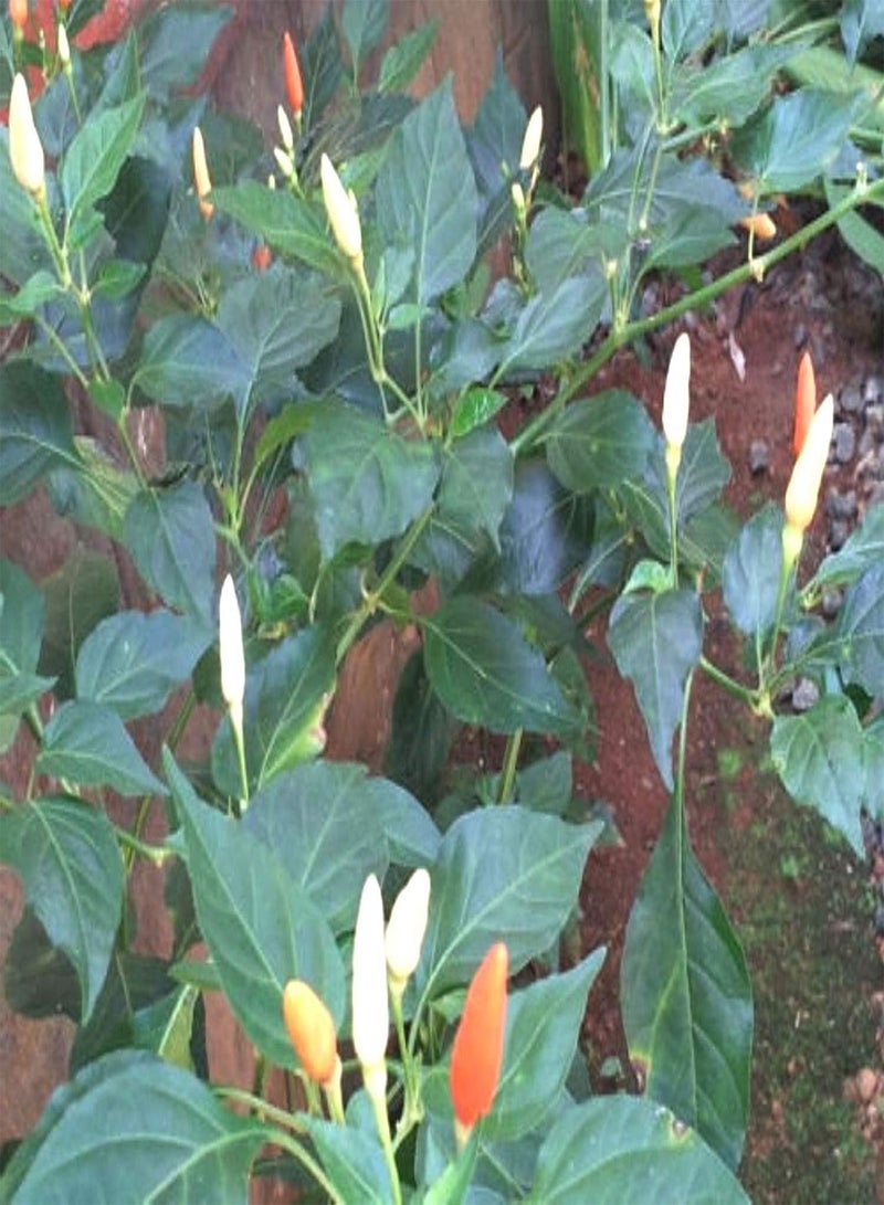 كانثاري، عين الطائر الأبيض الهندي، - 10 بذور - نادرة للغاية