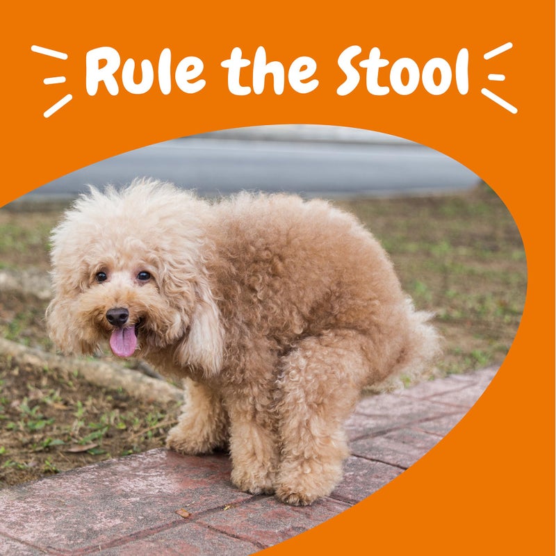 Zesty Paws Solid Poop Support Bites - Dog Stool Hardener - Pumpkin for Dogs with Prebiotics & Probiotics - Veterinarian Formulated Soft Chews - for Diarrhea Relief - 90 Ct - Image 5