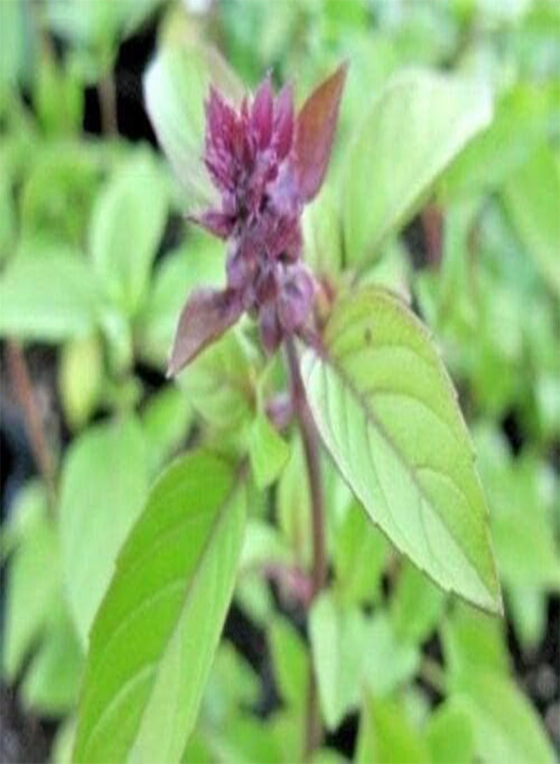 جي جوت بذور عشبة الريحان والقرفة للمنزل والحديقة (200 بذرة) - Image 1