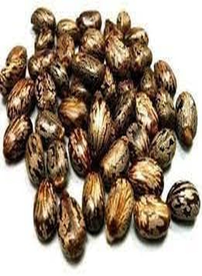 VedoMax Arandi Beej | Castor Seeds | Arandi Ke Beej | (100 gm) - Image 3