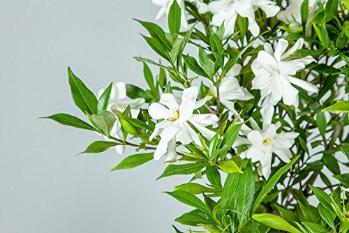 Perfect Plants Frostproof Gardenia Live Plant, 1 Gallon Pot - Image 4
