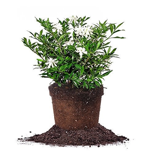 Perfect Plants Frostproof Gardenia Live Plant, 1 Gallon Pot - Image 1
